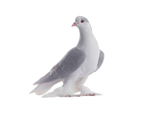 istock lahore pigeon isolated on white background 2239183113