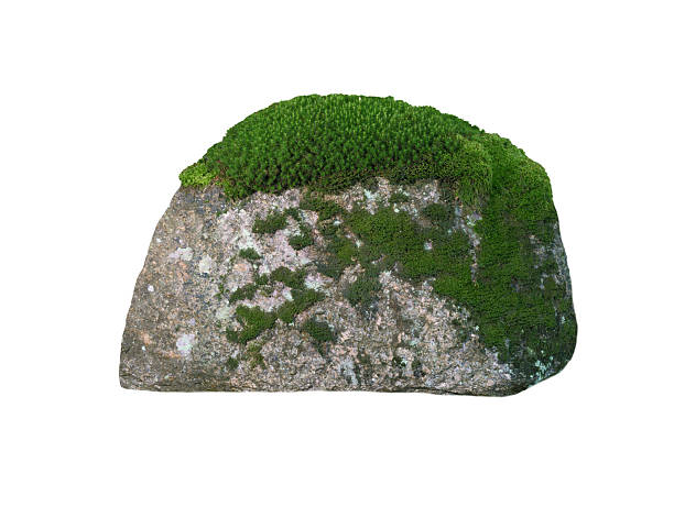 istock stone overgrown with moss isolated on white background highest detail 2239183300