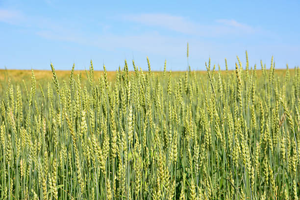 Wheat Field Under Blue Sky with horizon line