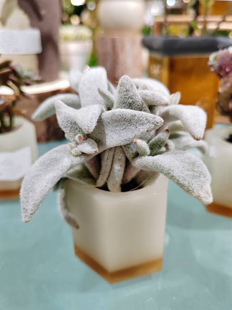 istock Kalanchoe eriophylla 2239185005