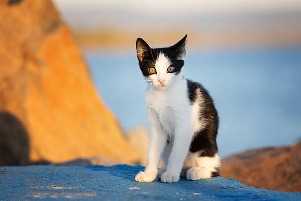 Adorable black and white kitten portrait, staring intently at the camera with sunlight background