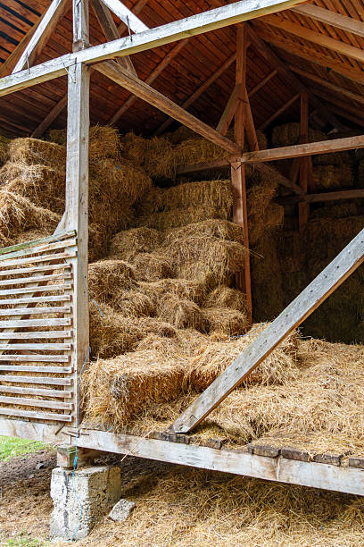 istock hay storage barn with green trees in the background 2239187639