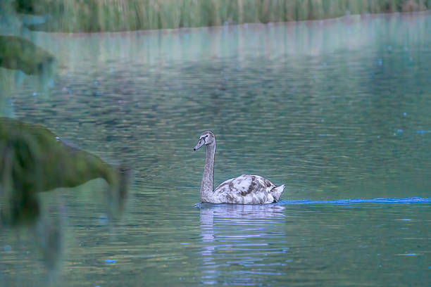 A young mute swan is swimming along the lake, looking around.