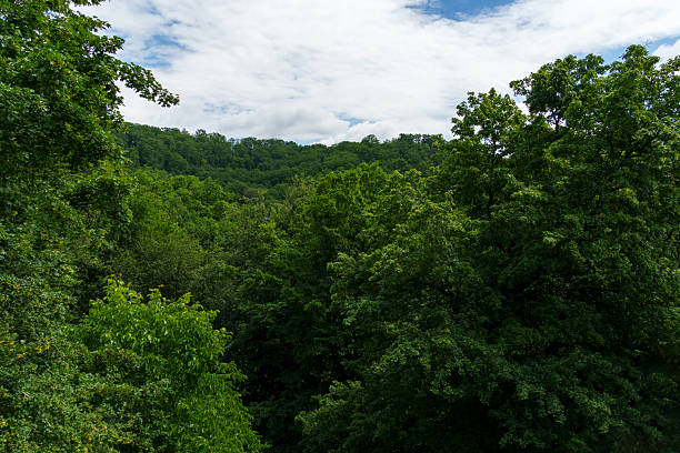 istock tree tops in green forest create a beautiful background with blue sky and white clouds 2239188101