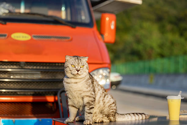 istock American Shorthair 2239190684