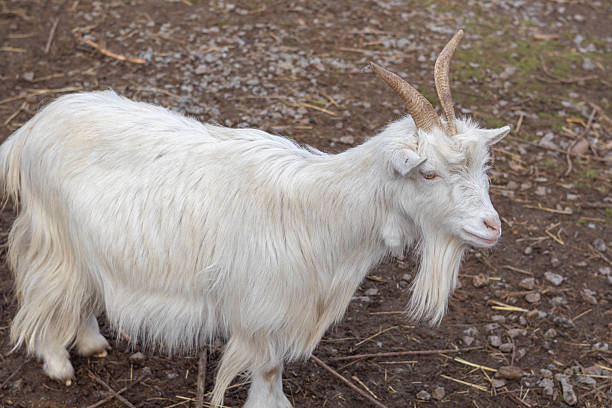 istock White goat with prominent horns standing on rocky ground 2239191093