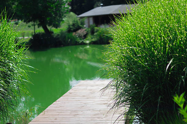 A wooden dock leads to a bright green pond surrounded by lush grass.