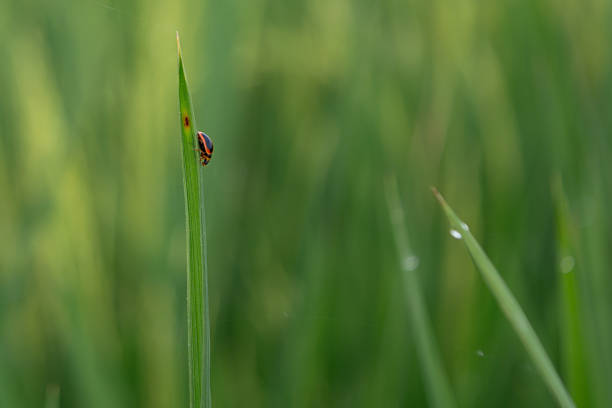 Ladybugs on rice plant leaves