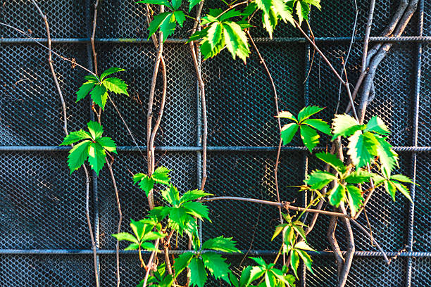 Full Frame Background of Wet Green Climbing Plants on Wire Mesh Wall