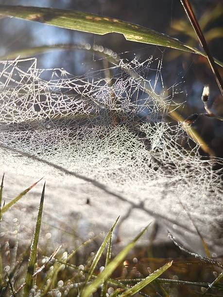 istock Spider web on the morning grass at the forest 2239196851