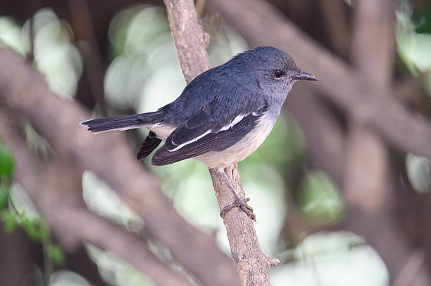 istock Oriental Magpie-Robin perched on a tree branch in natural habitat 2239196909