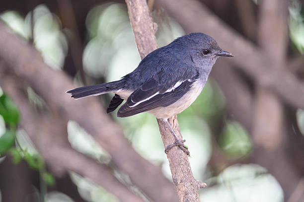 istock Oriental Magpie-Robin perched on a tree branch in natural habitat 2239196915
