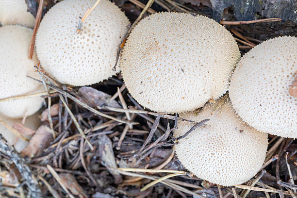 Lycoperdon perlatum, popularly known as the common puffball, warted puffball, gem-studded puffball or devil's snuff-box, is a species of puffball fungus in the family Agaricaceae