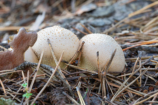 istock Lycoperdon perlatum in close range, Pyrenees undergrowt, 2239199208