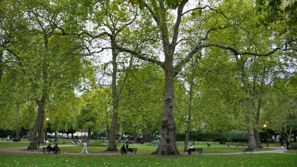 A serene view of Russell Square in Bloomsbury, Central London. Large mature plane trees with green leaves create a tranquil canopy over park benches and walking paths. People stroll and relax in this quiet urban oasis, surrounded by lush greenery and natural light. Ideal for illustrating city parks, urban nature, travel, or peaceful outdoor scenes in London.
