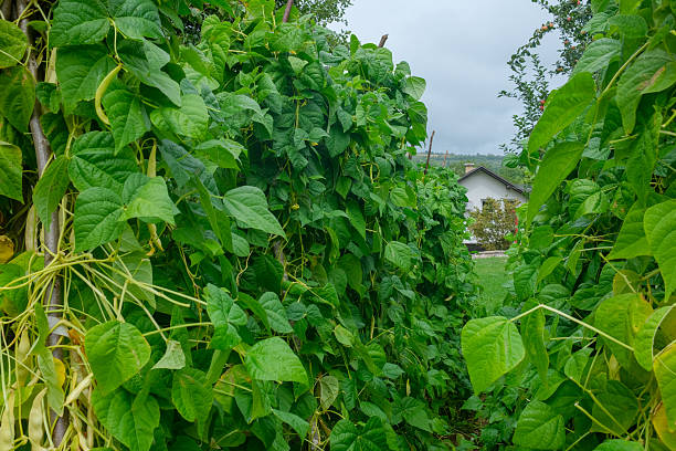A close view of plants. These plants have many green leaves and long green beans growing on them. Wooden stakes support the plants as they grow. A building and cloudy sky are in the background.