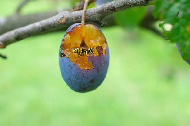 This image shows a wasp in a plum. The plum hangs from a tree branch with green leaves. The background has a green color, but the details are out of focus in the photo.
