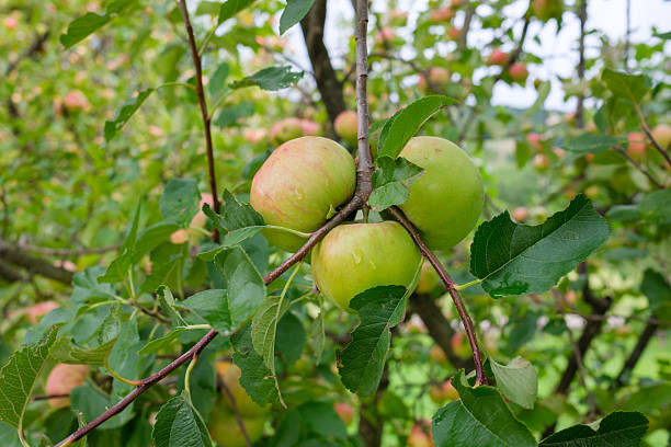 istock A close up shows three apples hanging on a branch surrounded by leaves More apples and foliage are visible in the background suggesting a tree full of fruit 2239205128