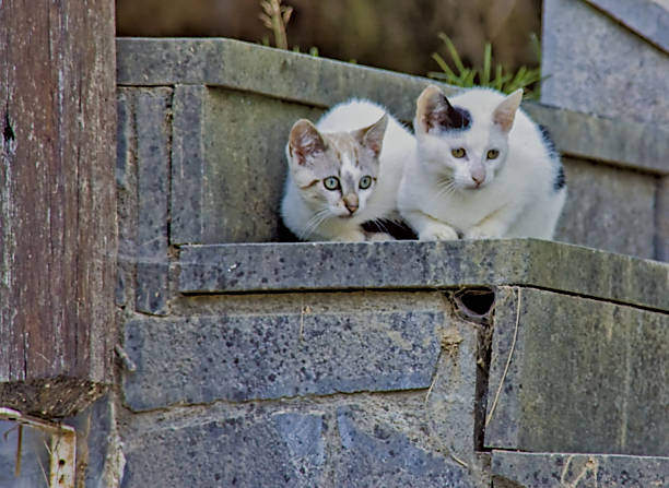 Pair of kittens on a farmhouse stair, blending with the stone texture and peaceful atmosphere.