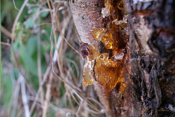 istock Tree sap The tree has resin oozing from its bark The amber colored sticky substance is dripping down the rough surface with grass and leaves in the background 2239216356
