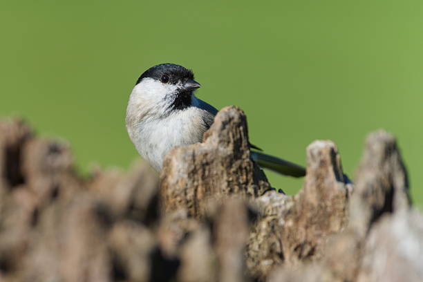 very tiny delicate bird on a single branch, Marsh Tit, Poecile palustris