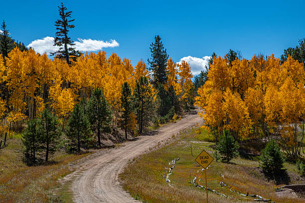 Dirt road  through Colorado aspen forest