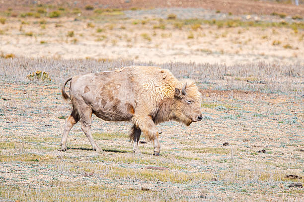 Young white buffalo in central Colorado. White buffalo are spiritually significant to native American indians.