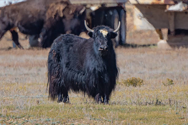 In central Texas are Highlands Cattle which originated in Scotland. They have very long hair. This one has been soaking in water. This animal and others like it are near Buena Vista, Colorado, USA.