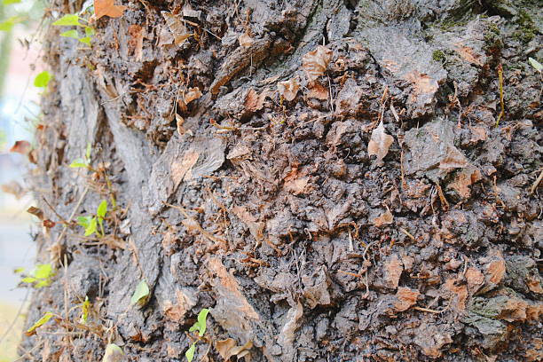 istock Close up shows rough bark and new leaves emerging from a tree trunk 2239227061