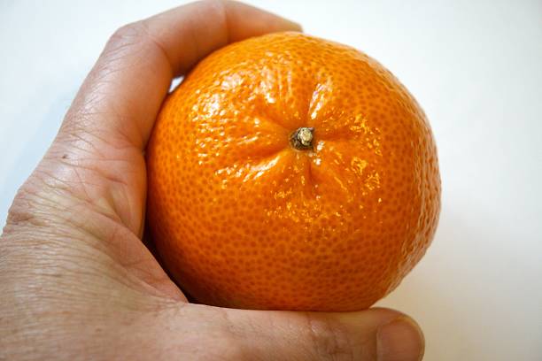 Single whole mandarin fruit on a white background in hand and in close-up view with copy space.