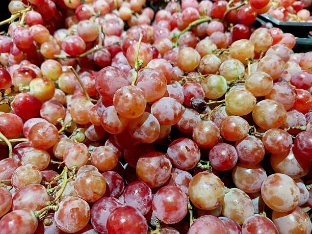 Bright grape clusters hang in abundance, showcasing their juicy colors, ready to be picked during a warm afternoon in the vineyard.