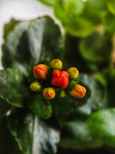 Delicate buds of an indoor flower captured in close-up. Soft light and natural tones convey a sense of calm, harmony, and natural beauty — perfect for eco designs, botanical, and floral themes.