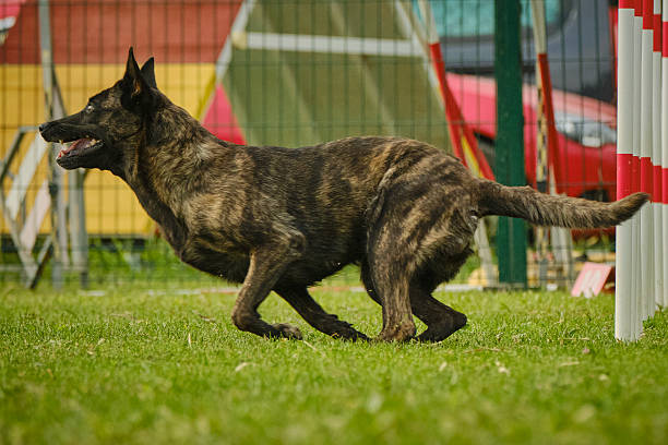 istock Belgian Malinois in an agility competition. A sporting activity involving a dog overcoming obstacles. 2239227623