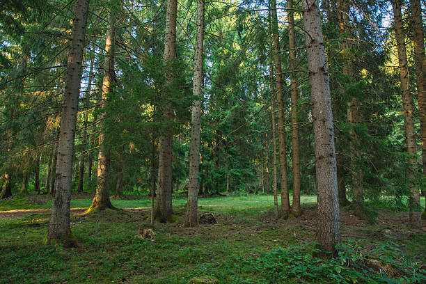 istock Old dense spruce forest in the Carpathian Mountains 2239230790