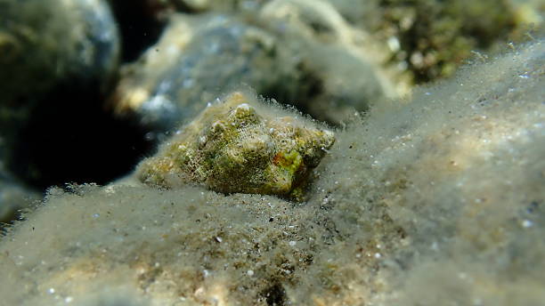 istock Southern oyster drill or Redmouthed rocksnail (Stramonita haemastoma) undersea 2239233385