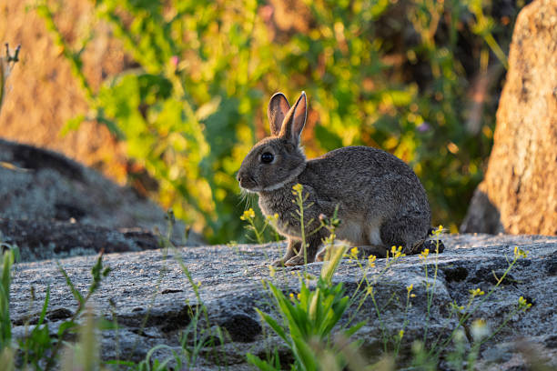 istock Wild Rabbit Portrait in Golden Hour Light 2239237674