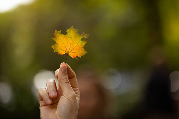 Young woman is holding yellow leaf with blurry autumn colors background.