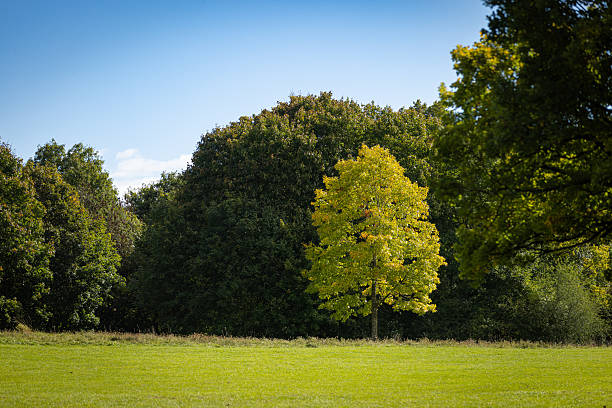 Nature Forest in spring