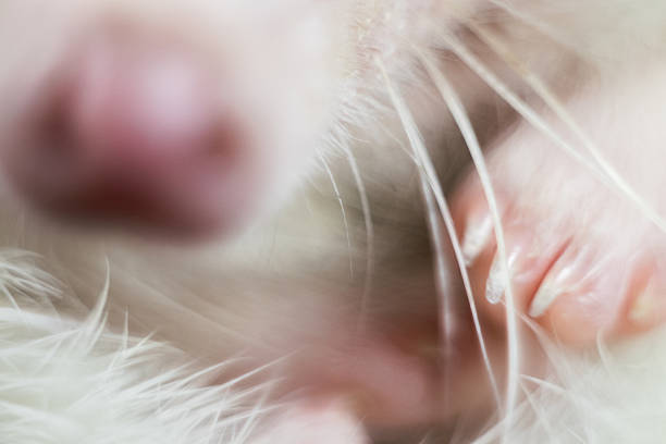 istock Close-up details of a hedgehog – Texture, tenderness and micro-expressions 2239238531