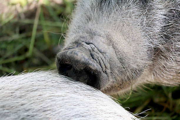 istock Close up of a pig sniffing on another pig 2239238846