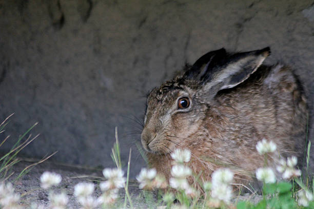 istock A hare trying to stay hidden 2239238902