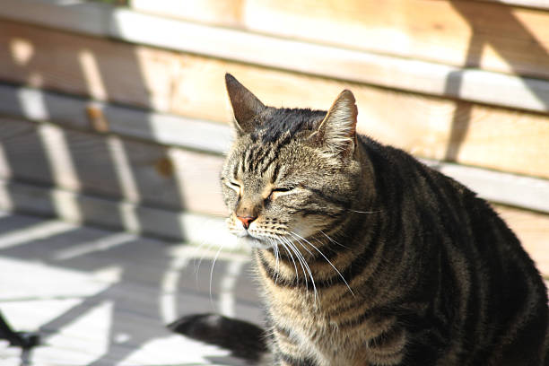 Intimate close-up of a tabby cat with striking yellow-green eyes and finely textured fur. The cat’s brown, black, and gray striped coat is sharply defined against a softly blurred background, drawing attention to its focused gaze and delicate whiskers. Ideal for pet photography, emotional storytelling, and visual content emphasizing animal expression and detail.
