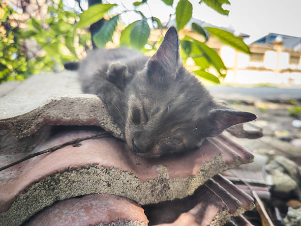 Stray cat is sleeping on bike at sunset.