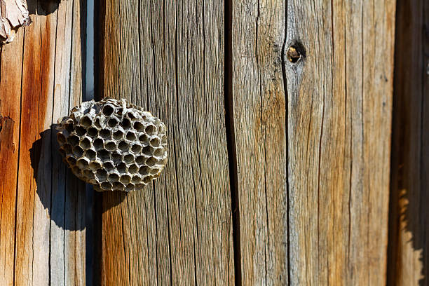 Small paper wasp nest on naturally weathered boards in Southern Alberta