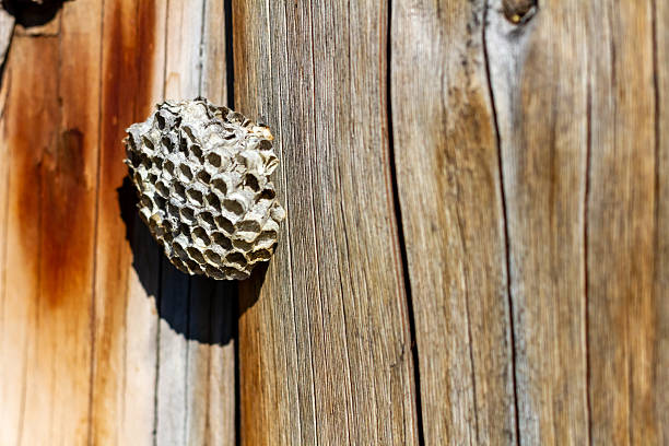 Small paper wasp nest on naturally weathered boards in Southern Alberta
