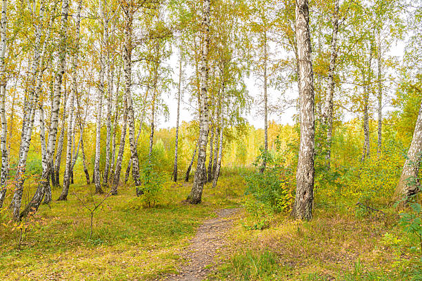 Autumn Birch Forest with Path Through Golden Trees in Fall Season
