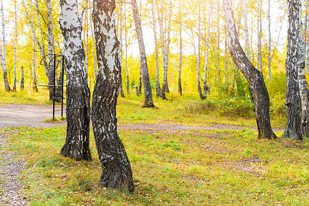 Autumn Birch Forest with Path Through Golden Trees in Fall Season