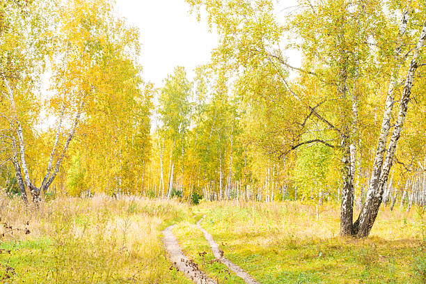 Autumn Birch Forest with Path Through Golden Trees in Fall Season