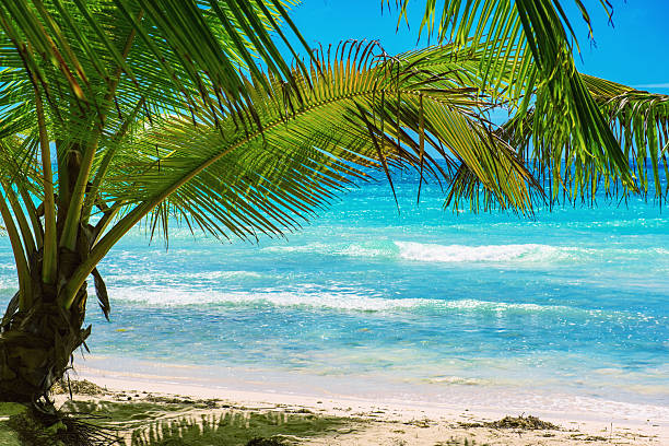 Beach in Punta Cana, Dominican republic - Idyllic view to the blue ocean through the coconut trees (palms). Clear sky with low clouds on the background. Shot with Canon 5D mkII.