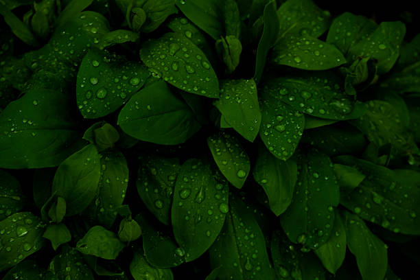 istock Big Water Droplets Gather On Dark Green Leaves 2239257380
